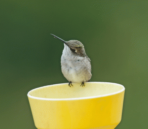Ruby-throated-Hummingbird-14-9-_1634