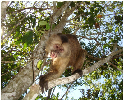 mono capuchino de Margarita